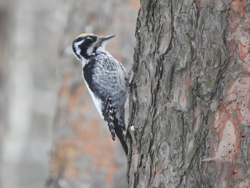 Nominate Three-toed Woodpecker