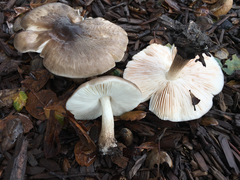 Pluteus primus