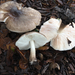 Pluteus primus - Photo (c) Damon Tighe, some rights reserved (CC BY-NC), uploaded by Damon Tighe