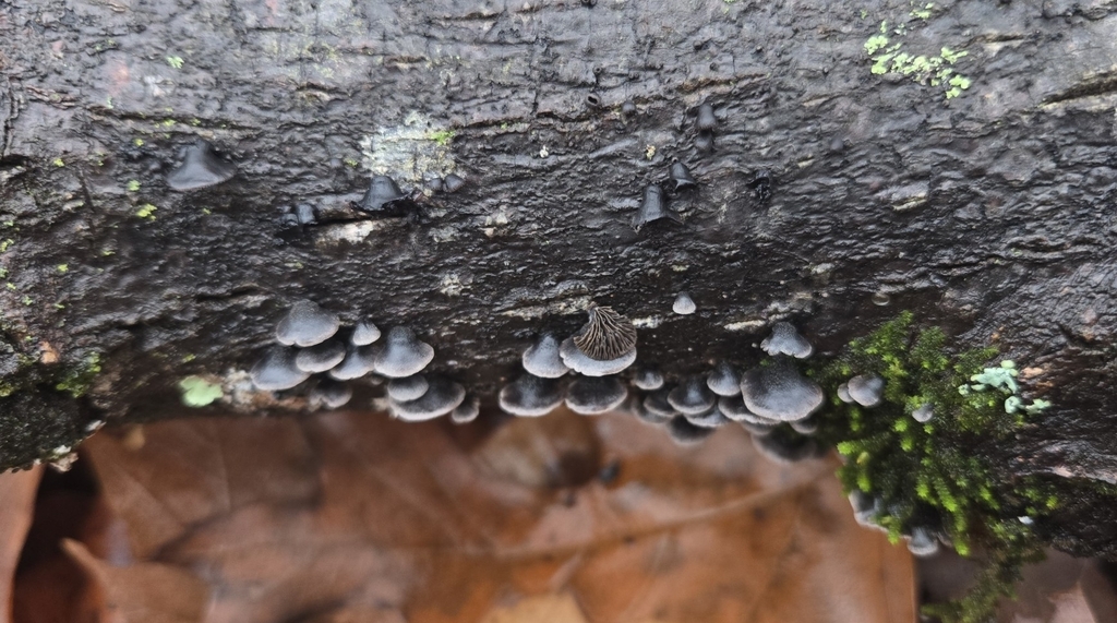 Resupinatus applicatus · January 2026 · photo: © benfungi (iNaturalist, cc-by)