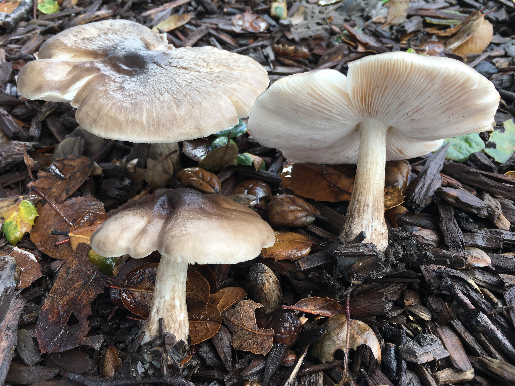 Pluteus primus image