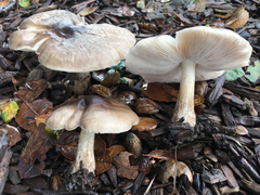 Pluteus primus