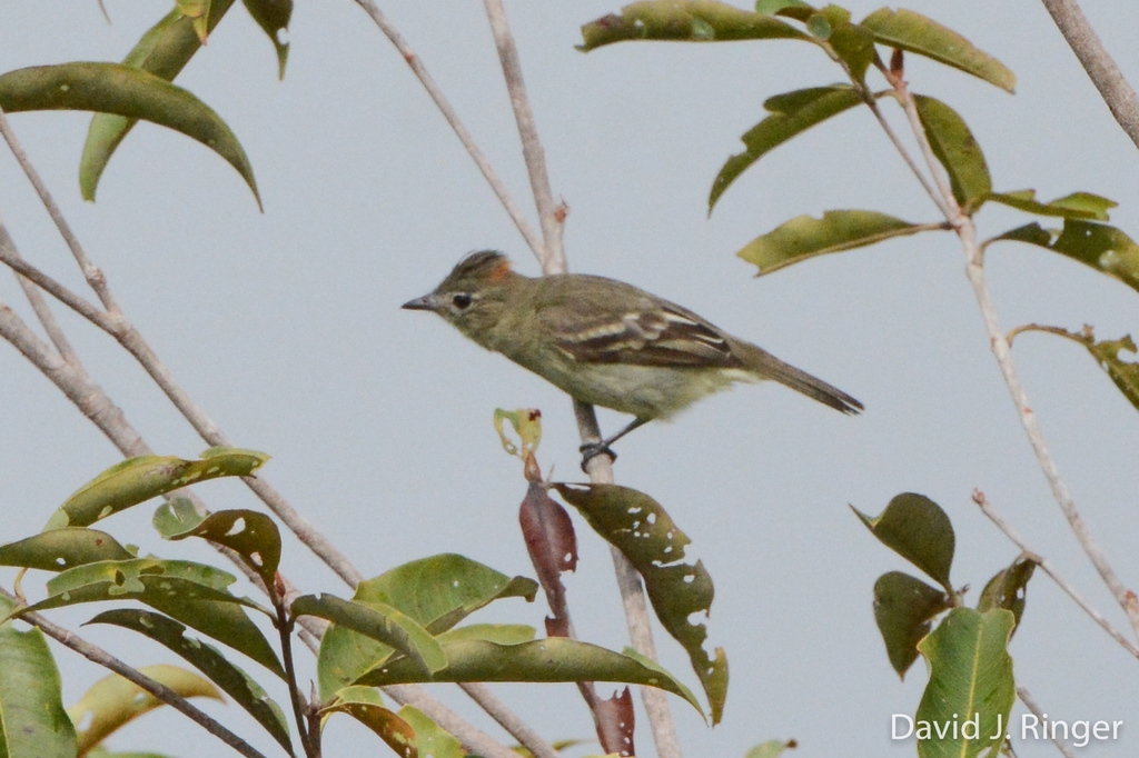 Rufous-Crowned Elaenia