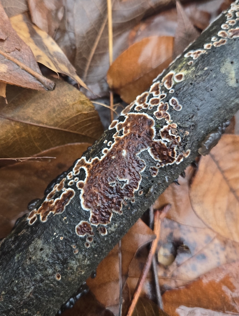 Peniophora albobadia · January 2026 · photo: © benfungi (iNaturalist, cc-by)