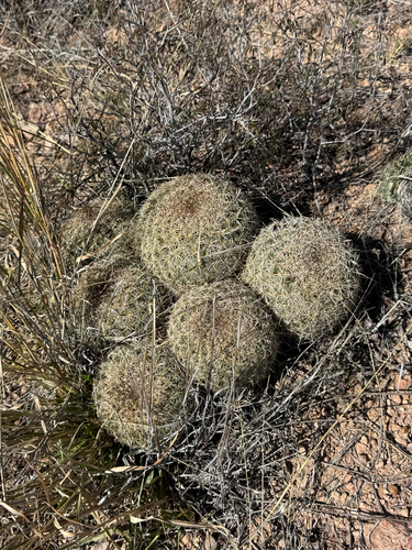 Coryphantha recurvata
