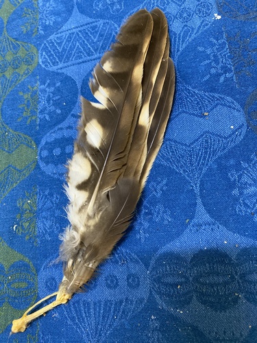 View observation of {o.common_name} on iNaturalist