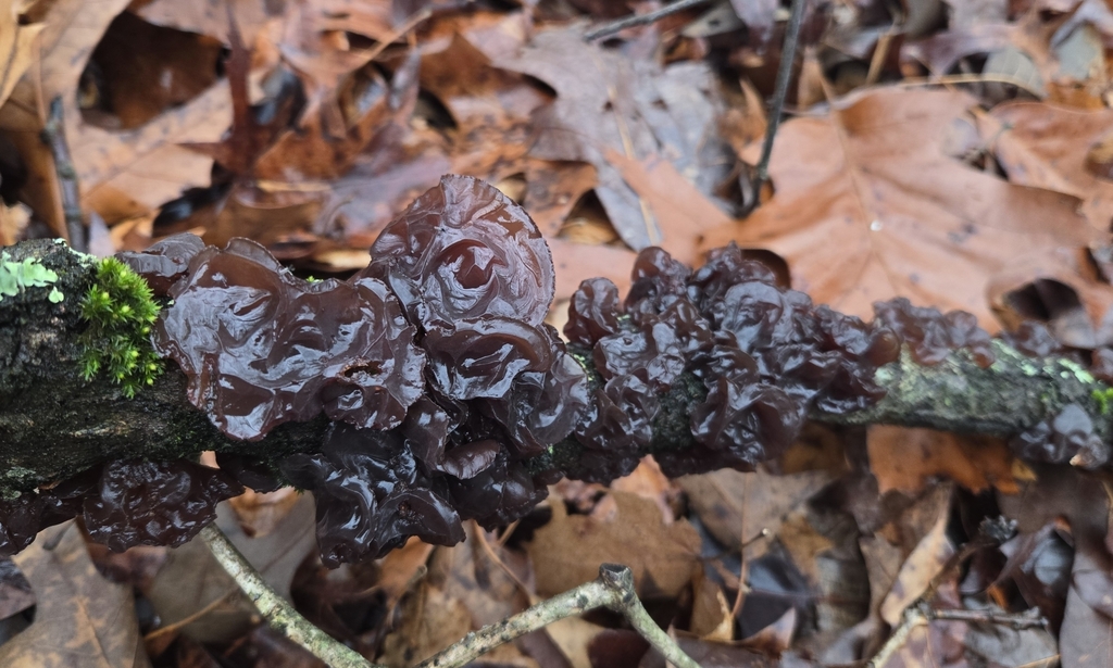 Exidia crenata · January 2026 · photo: © benfungi (iNaturalist, cc-by)