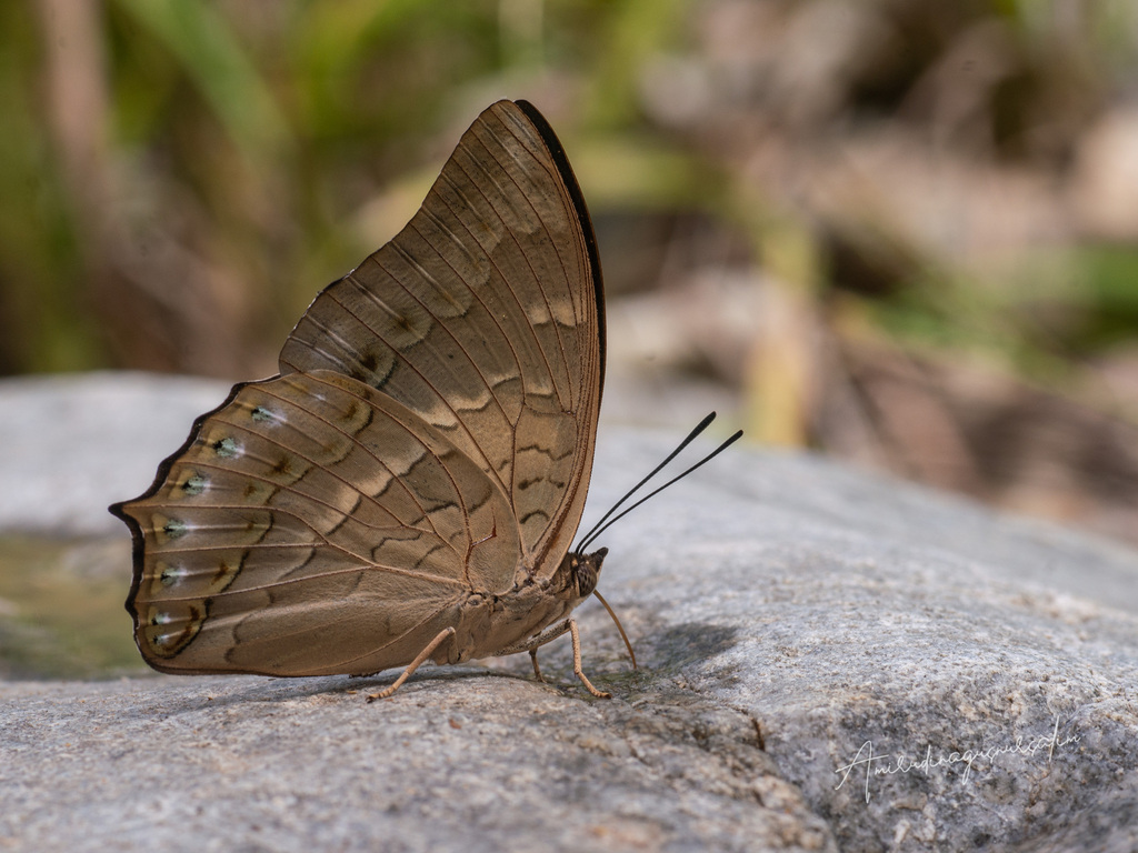 Charaxes nitebis (Charaxes nitebis)