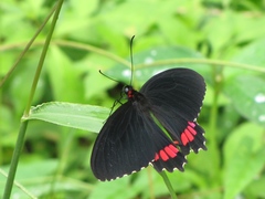 Parides erithalion polyzelus