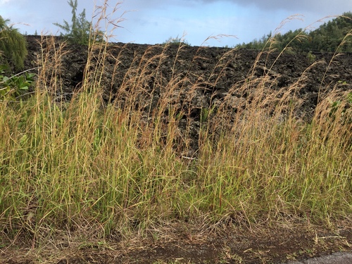 Hyparrhenia hirta observed 2020-02-01