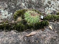 Parodia erinaceus