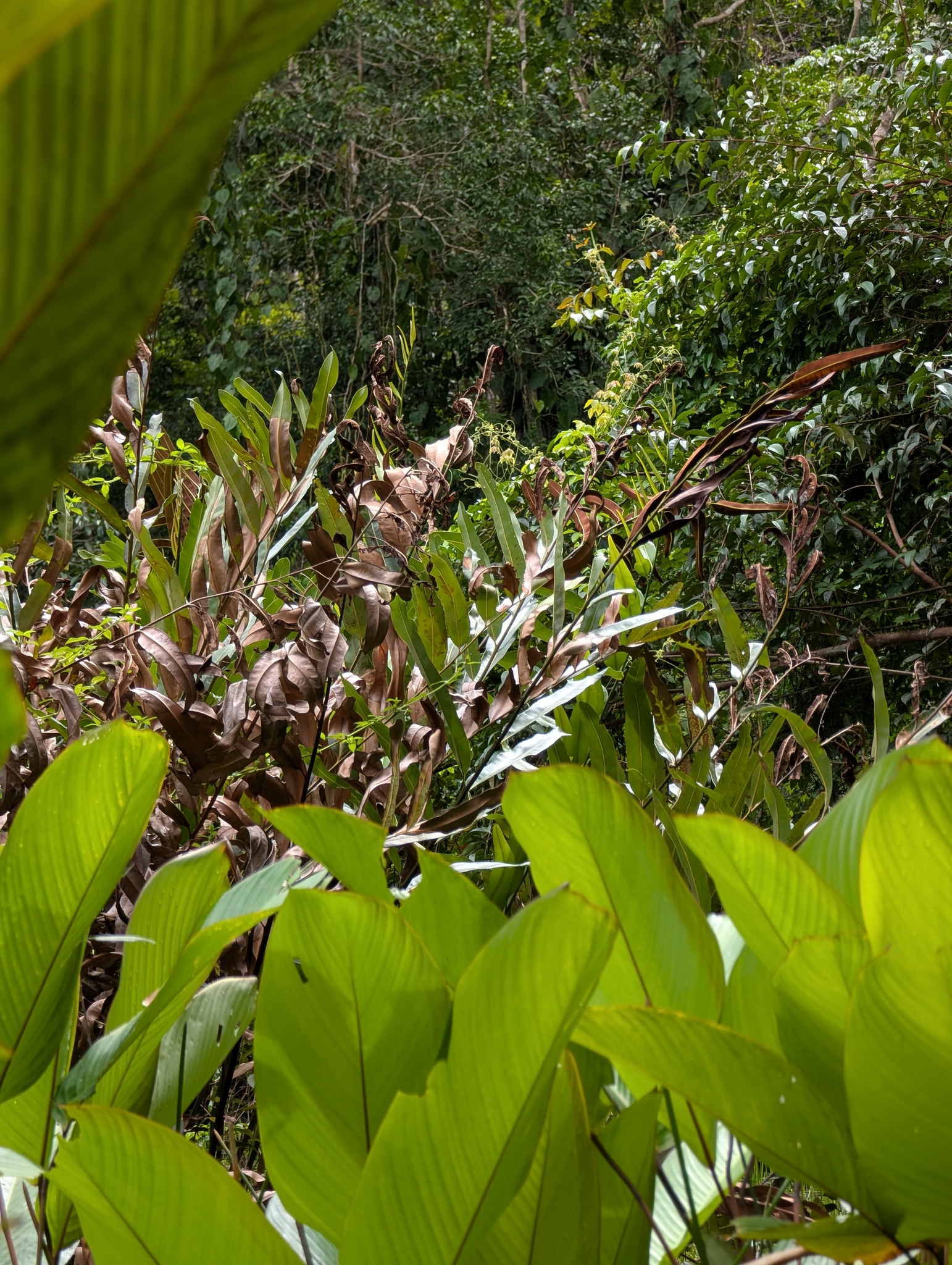 Imagem de samambaia-do-mangue