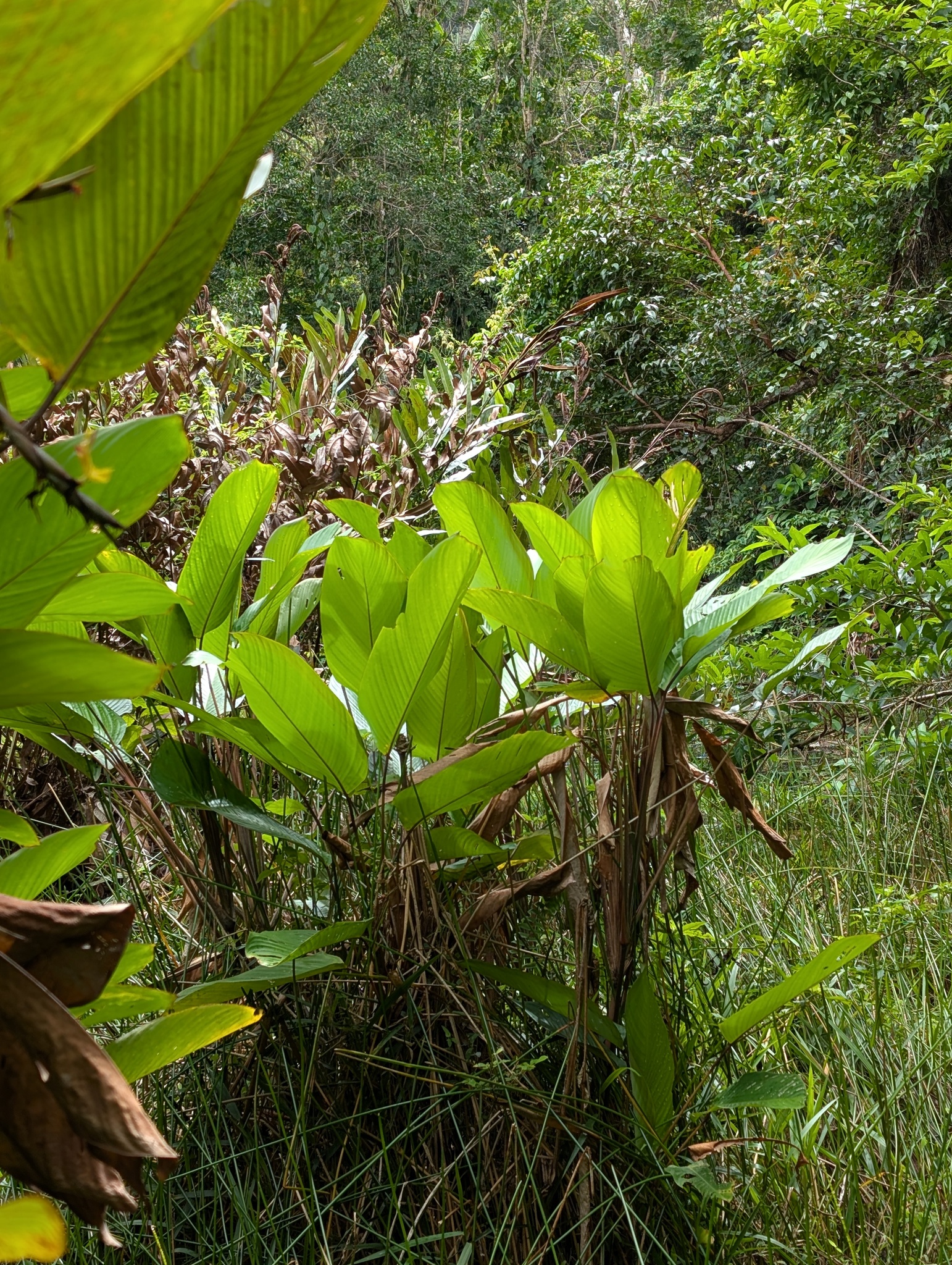 Imagem de samambaia-do-mangue