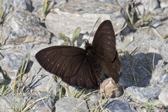 Punapedaliodes flavopunctata