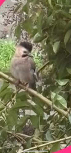 Eurasian Jay