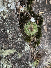 Parodia erinaceus