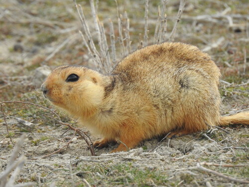 Yellow Ground Squirrel, Arys, Kazakhstan, photo 8 of 10