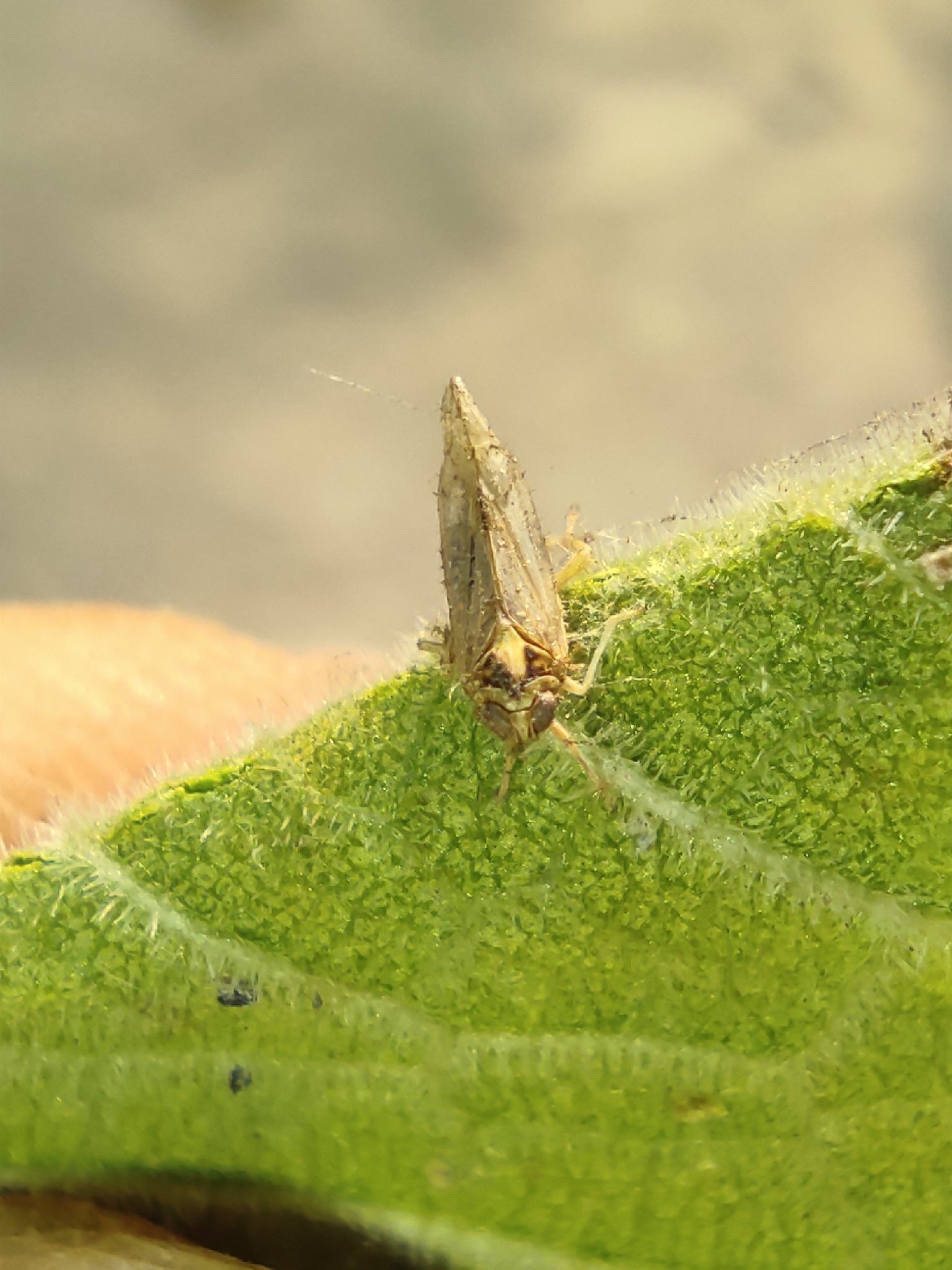 Segata Insects Sogatella furcifera | Insect Vectors of Plant Disease