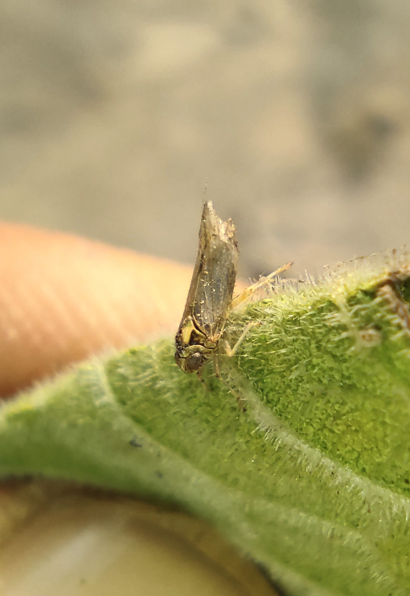 Segata Insects Sogatella furcifera | Insect Vectors of Plant Disease