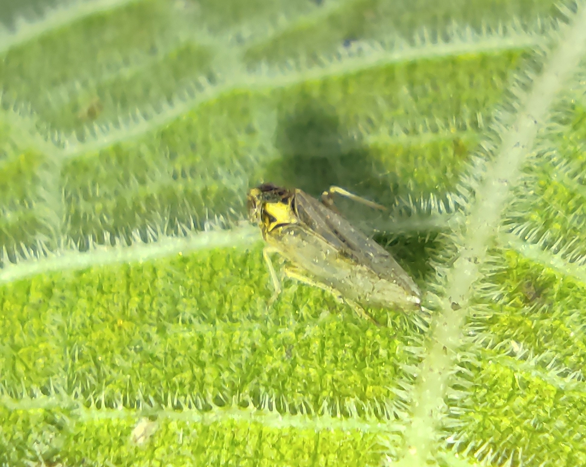 Segata Insects Sogatella furcifera | Insect Vectors of Plant Disease