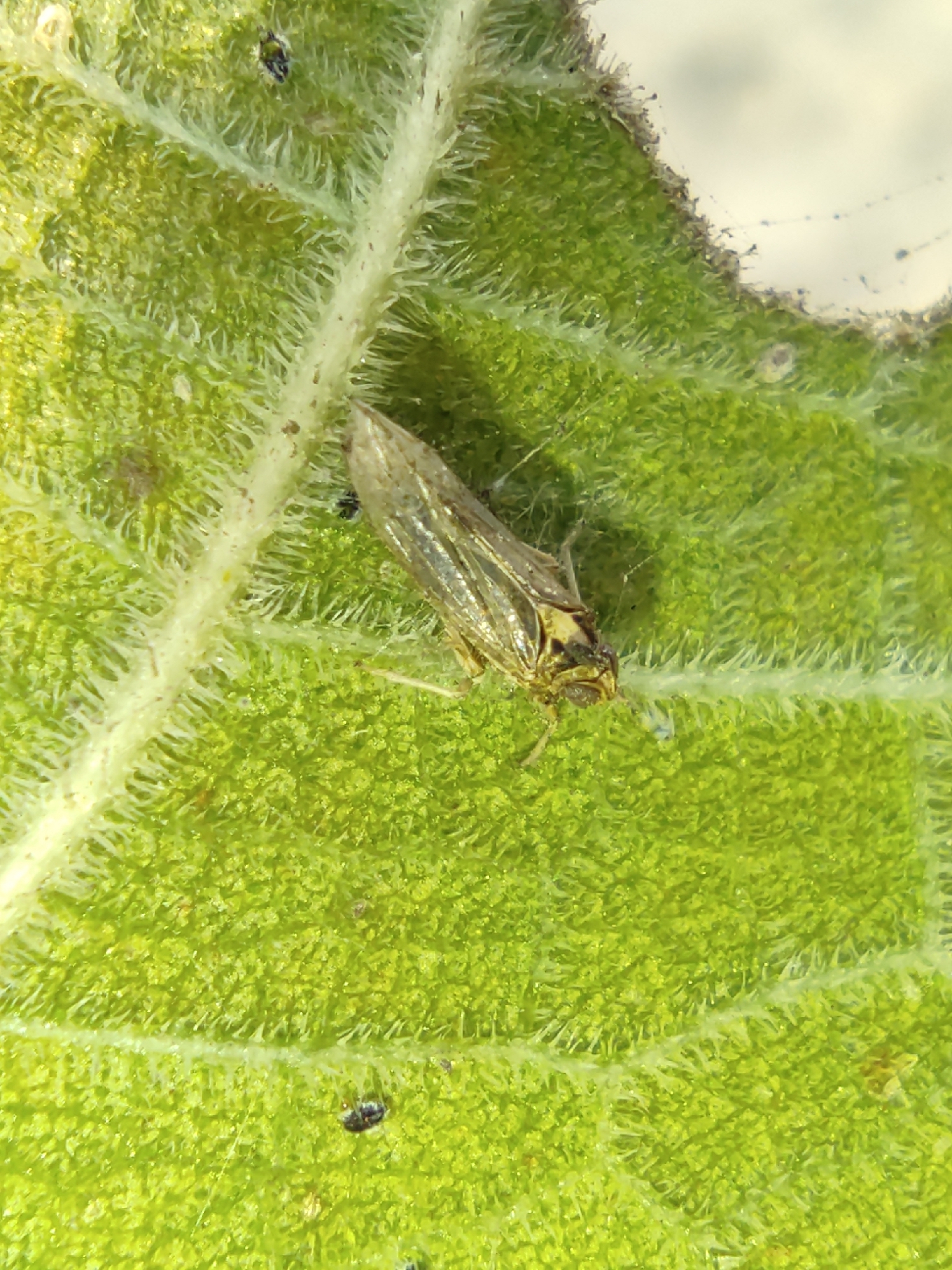 Segata Insects Sogatella furcifera | Insect Vectors of Plant Disease