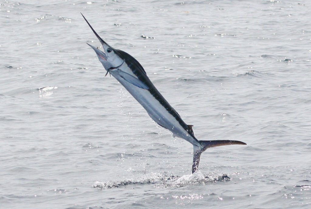 White Marlin