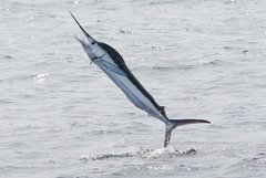 White Marlin photo 4