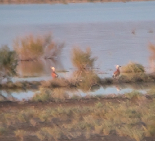 Ruddy Shelduck (Tadorna ferruginea), photo 7
