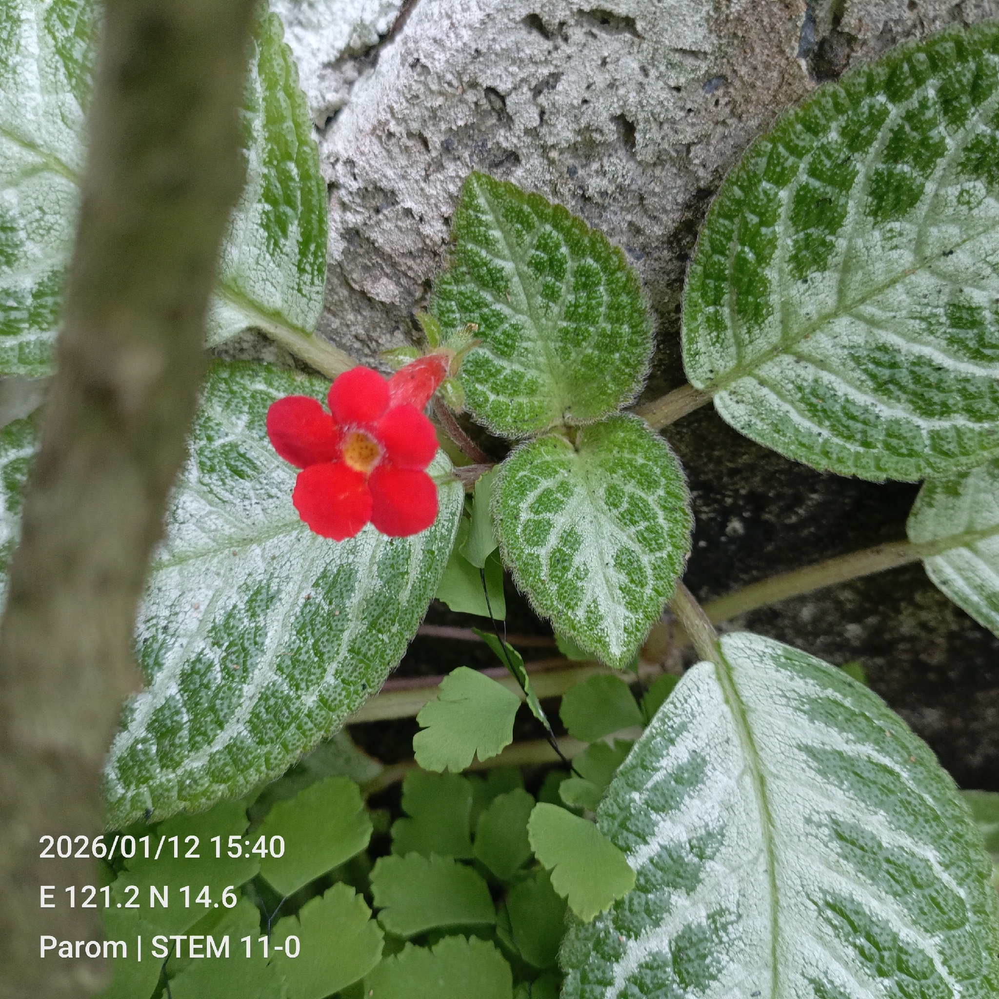 Episcia × wilsonii H.E.Moore 2