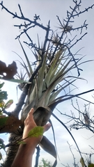 Tillandsia makoyana
