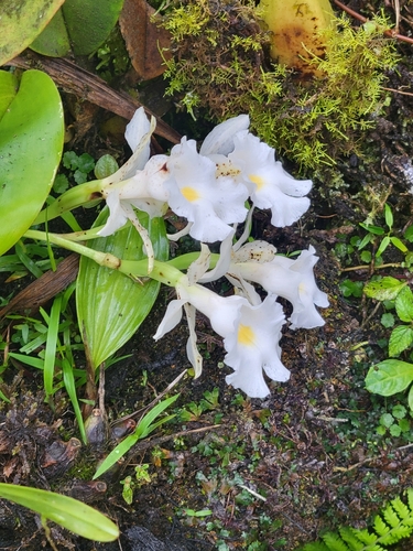 Trichopilia fragrans, photograph 4
