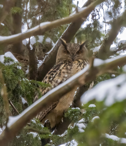 View observation of {o.common_name} on iNaturalist