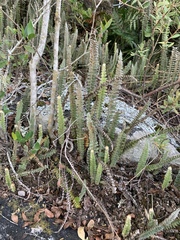 Pleopeltis lepidopteris