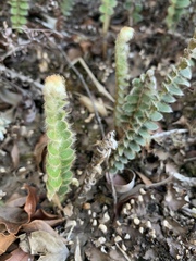 Pleopeltis lepidopteris