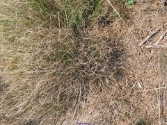 Festuca elegans