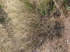 Festuca elegans