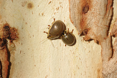 Paropsisterna intacta