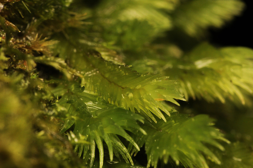 Leucobryum chlorophyllosum
