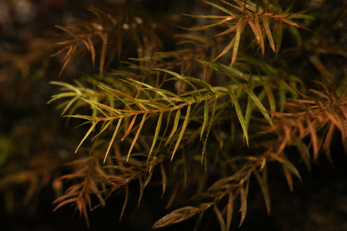 Pyrrhobryum spiniforme