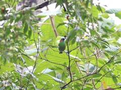 Tangara cyanocephala