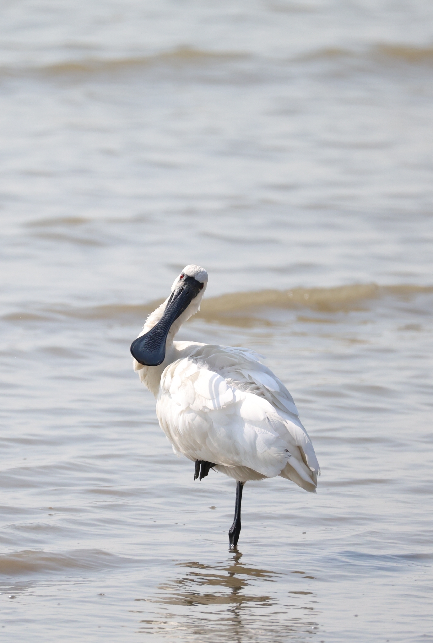 Platalea minor