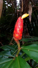 Costus scaber
