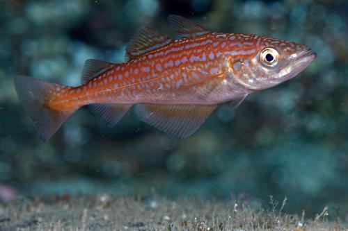 Pollak (Pollachius pollachius) — Gadidae