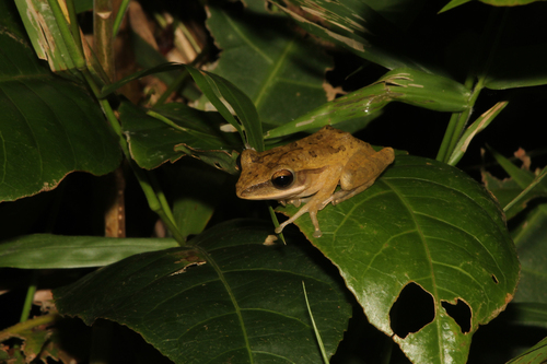 Polypedates leucomystax
