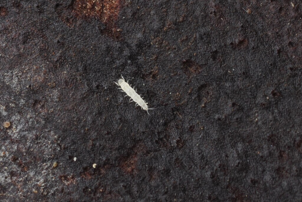 Pauropus furcifer