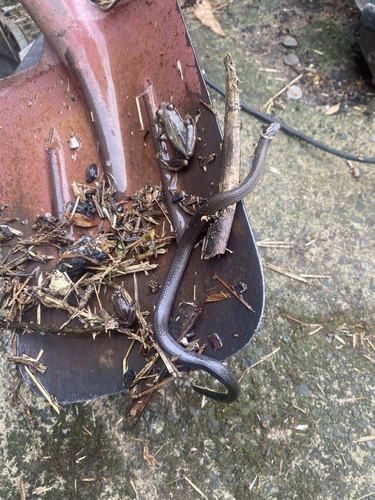 Southern Dwarf Crowned Snake