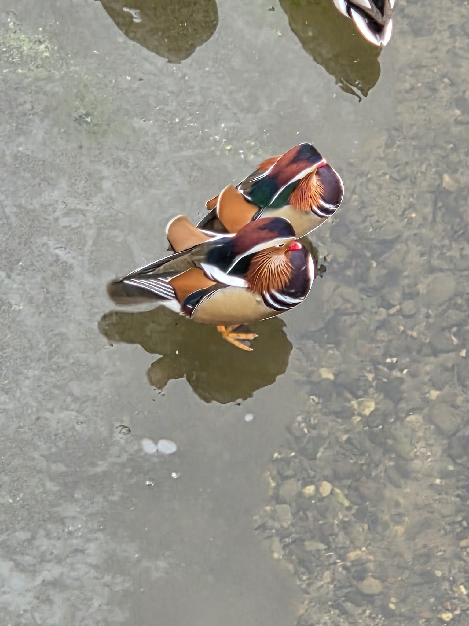 Aix galericulata (Linnaeus, 1758)