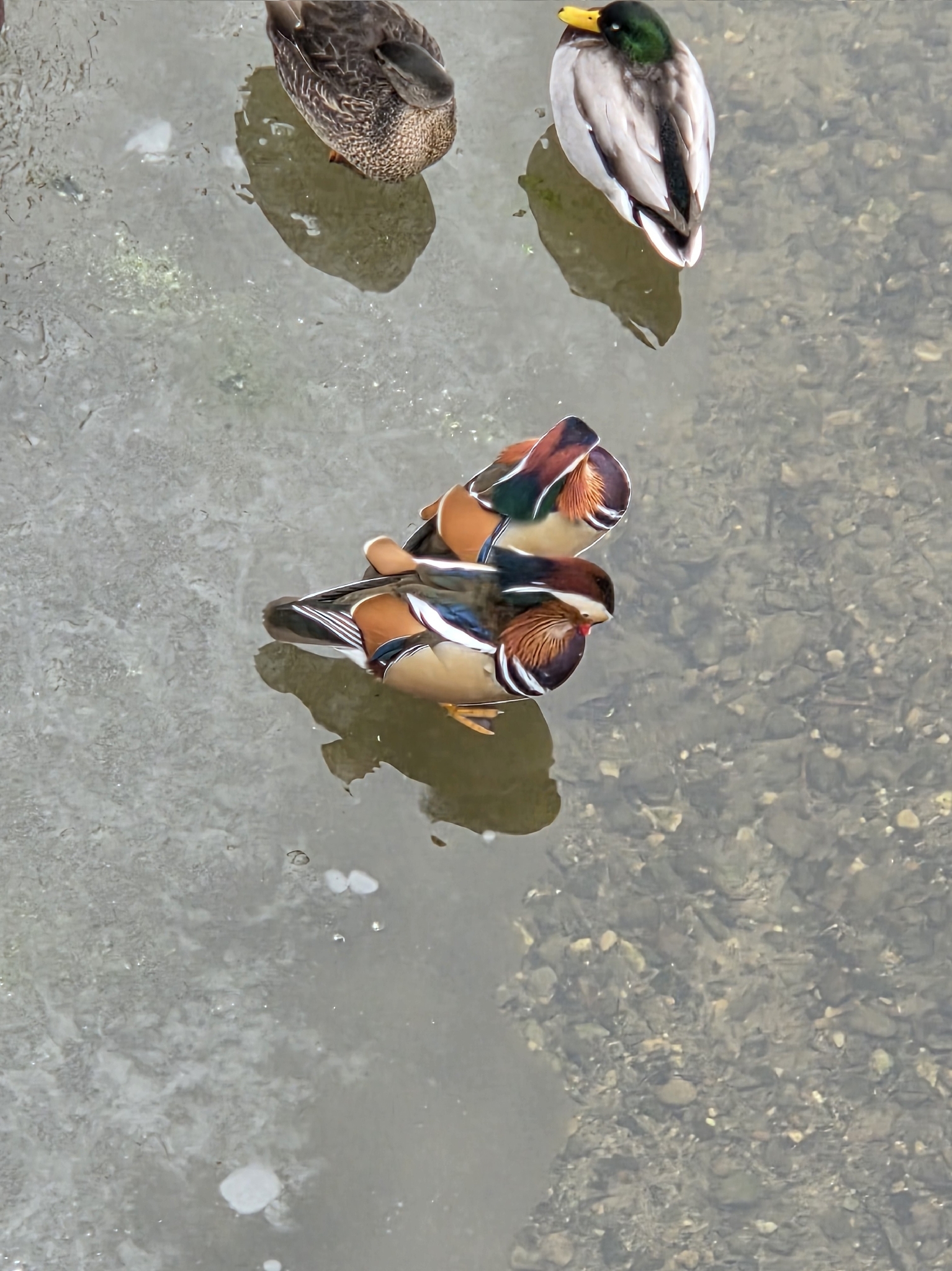 Aix galericulata (Linnaeus, 1758)