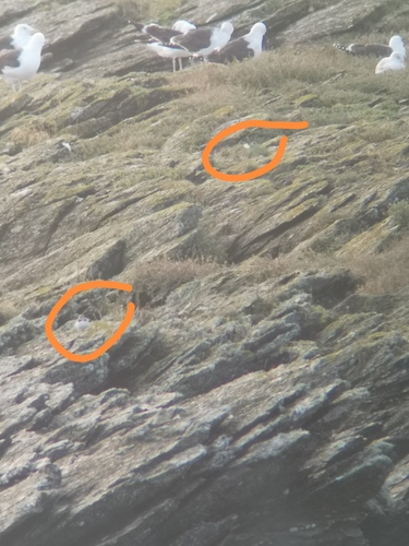 Common Ringed Plover (Charadrius hiaticula), photo 5