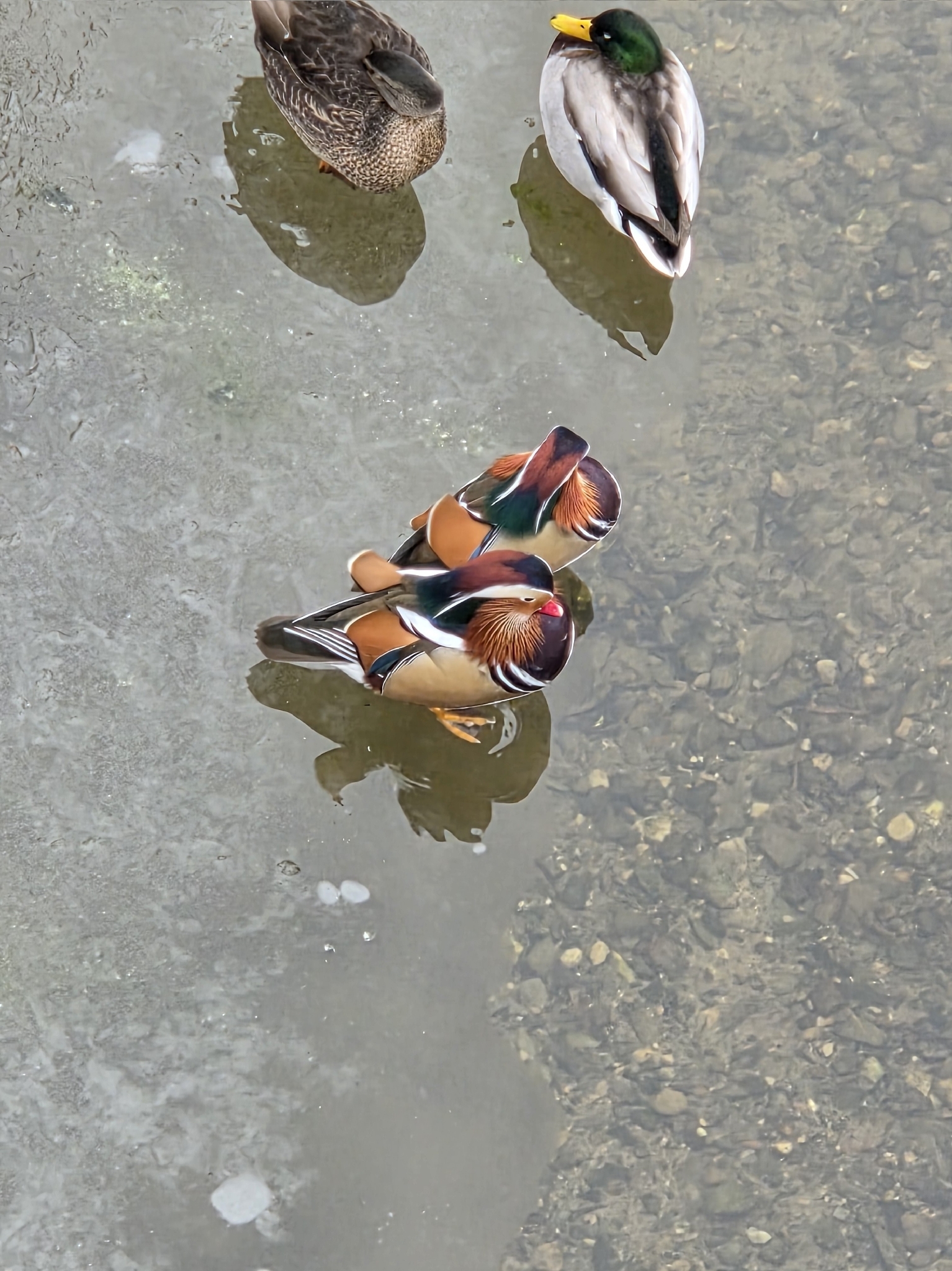 Aix galericulata (Linnaeus, 1758)